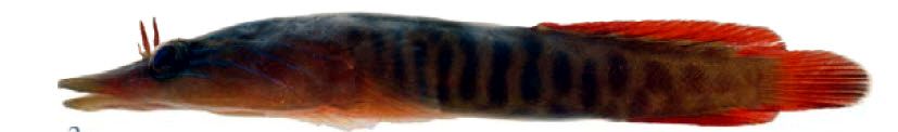 Lepadogaster lepadogaster_002